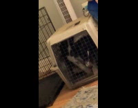Dog digs tries to escape from cage