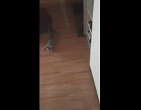 Cat poop on shower tub oewdiepie reference