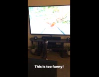 Grey white cat watches birds television stand