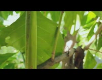 Videos of ants doing stuff orchestra music