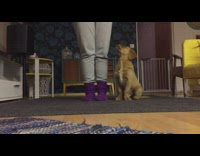 music golden retriever eating snacks from owners hand