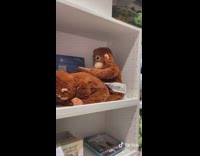 Guy puts stuffed animal toys funny positions 