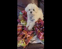 Small white dog on couch wants to play