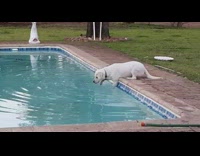 White dog cautiously paddle the pool water 