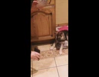 Pet puppy head tilts in a video chat phone