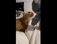 Orange cat meow and slap koala plushy