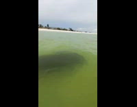 Woman at swimming at beach approached by manatee