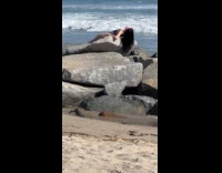 Collab IITW - Woman bikini lie down on beach rock