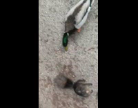 Girl records black squirrel and it jumps at her 