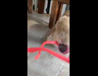 Brown bunny rabbit wears pink sunglasses 