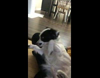 Girl sits down with dog on lap 