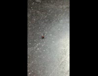 Red bug crawls on the train floor