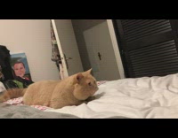 Cat chasing around cat toy on bed