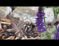 Hummingbird moth flies near the violet flowers