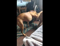 Two dogs fight over spiky bone toy