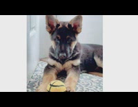 Slideshow of German Shepherd puppy