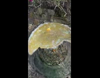 Optical Illusions and Transitions with Backyard Items 