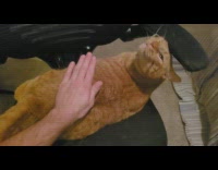 Man pat back of orange cat chair