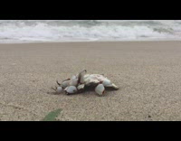Grey and white crab on beach sand 