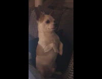 Brown chihuahua dog sits upright on couch 