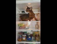 Cat found inside fridge 