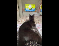 [third party] Cat gets excited hearing cat tv intro