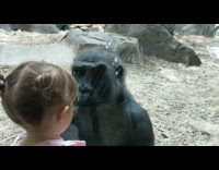 Young girl stare down gorilla at zoo