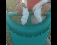 white dog red bandana on green swing