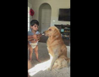 Young boy share ice cream with dog