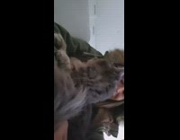 Green fur jacket girl grey cat bed 