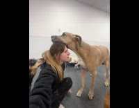 Dog rubbing chin on girls head 