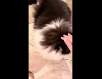 Black and white cat licks finger challenge 