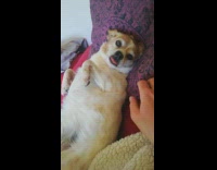 Guy rub belly brown dog lick finger