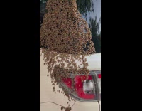 White car with bunch of bees on it 
