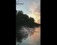 Guy on tree swinging on rope does flip  