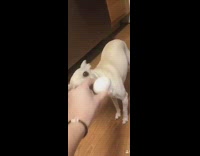 Collab BitchMP - Small dog playing with egg