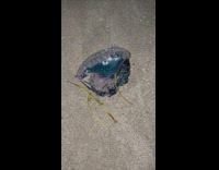 Portuguese man o war on sand beach