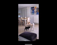 Three shiba dogs of different sizes bark