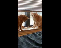 Two cats sit windowsill touch makeup bottle 