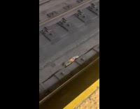 Collab Subway Creatures - Two rats fight for pizza on train tracks