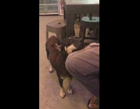 Pet dog puts its head on the lap of the person