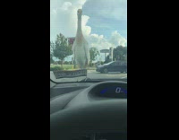 Bird stay on car hood drive  street