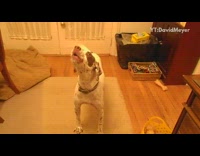 White dog happy howl sing listen harmonica