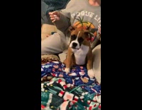 Dog confused by squeaky toy and howls