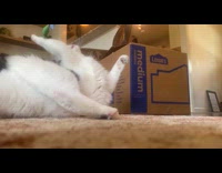 Cat playing tries to reach fish toy 