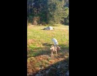 Dog plays with another dog on leash