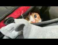 Cat under jacket jumps at girl 