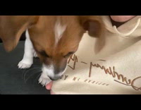 Dog smells jacket and bites owners hair