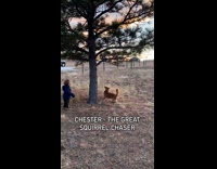 Dog tries to reach squirrel on tree