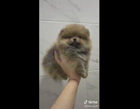 Pomeranian shows fur dry then wet 